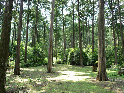 HAYAMI FOREST