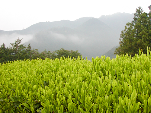 有限会社茶工房香肌